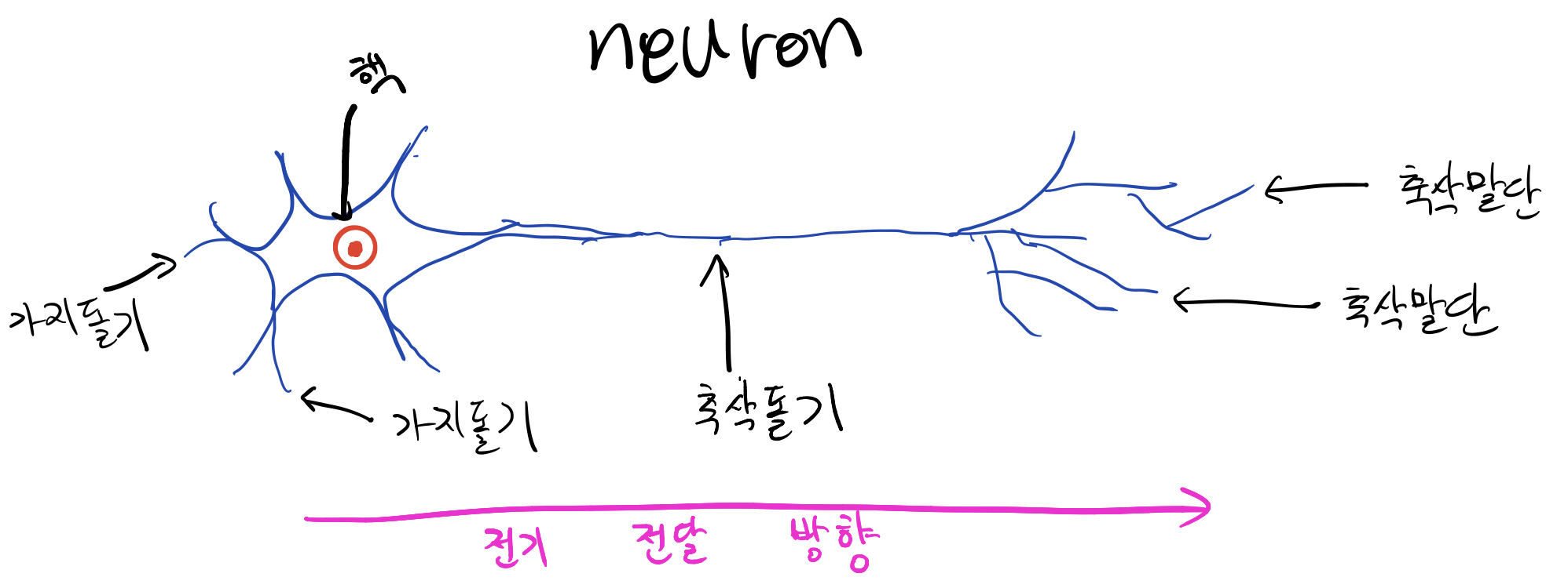 neuron